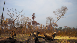 Вырубка леса в бразильском штате Рондония