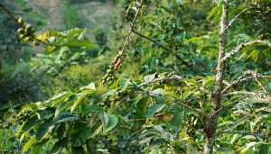 ягоды кофе созревают на дереве