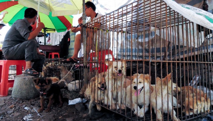 Собаки продаются на рынке собачьего мяса в Юйлинь, Китай.