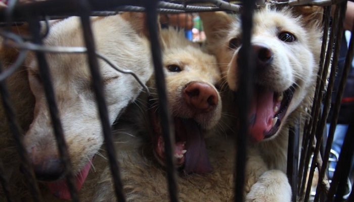 Собаки выглядывают из клетки на рынке на 20 июня 2014 года в Юйлинь, Китай.